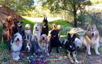 How to Choose a Dog Collar That Ensures Proper Fitment and Comfort