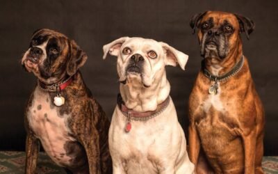 Benefits of Hiring a Dog Walker