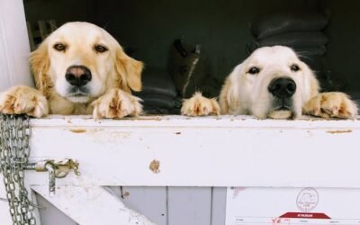 Why Private Dog Training Can Make a Big Difference for Both Dogs and Their Owners