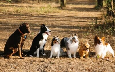 Why Pack Walks Are One of the Best Things You Can Do for Your Dog